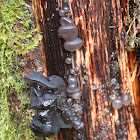 Witches' Butter