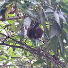 Fruit Bats