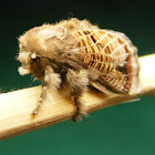 Mottled Cup Moth