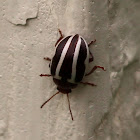 Leaf Beetle