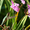 Ruby Throated Hummingbird