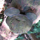 Horsehoof Fungus