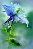 花))