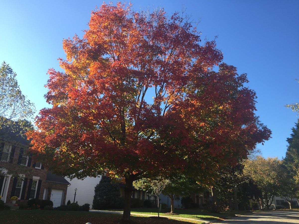 Red Maple