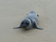 An elephant seal washed ashore at Jeffreys Bay. 