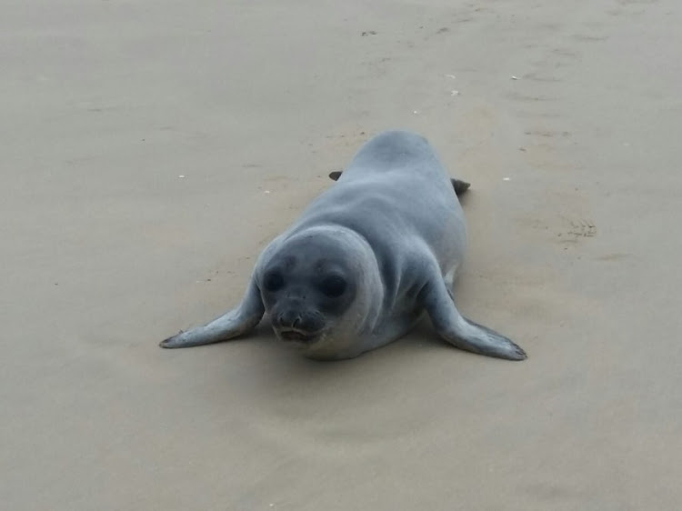 An elephant seal washed ashore at Jeffreys Bay.