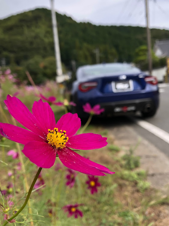 BRZの道の駅 しんよしとみ・コスモスと愛車・水巻　遠賀川河川敷・岡垣　m&m・ラピスブルーに関するカスタム事例の投稿画像6枚目