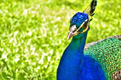 l'animale più multicolor che ci sia di blondie ph