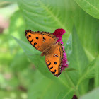 Peacock Pansy