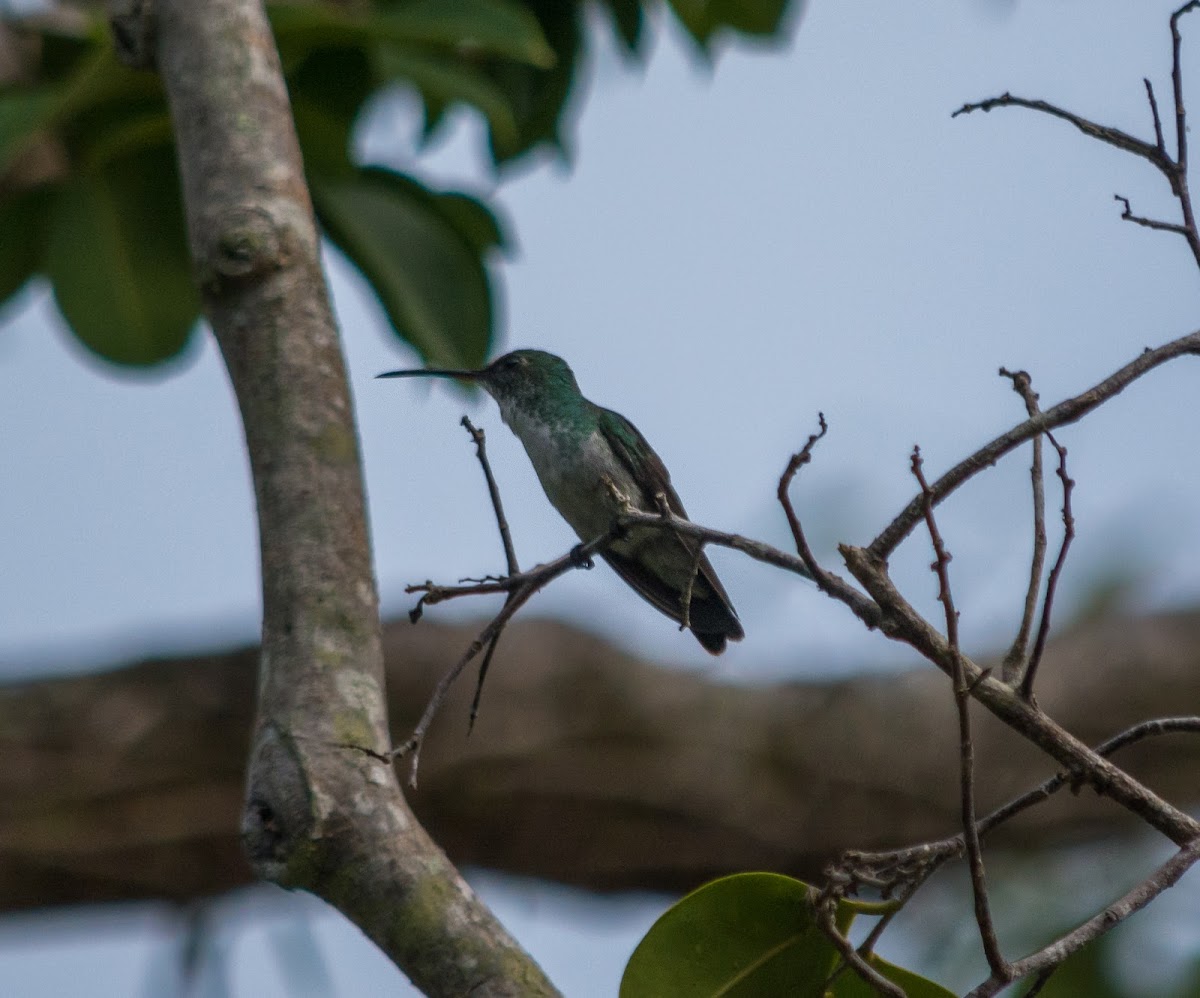 Beija-flor-de-banda-branca(Versicolored Emerald)