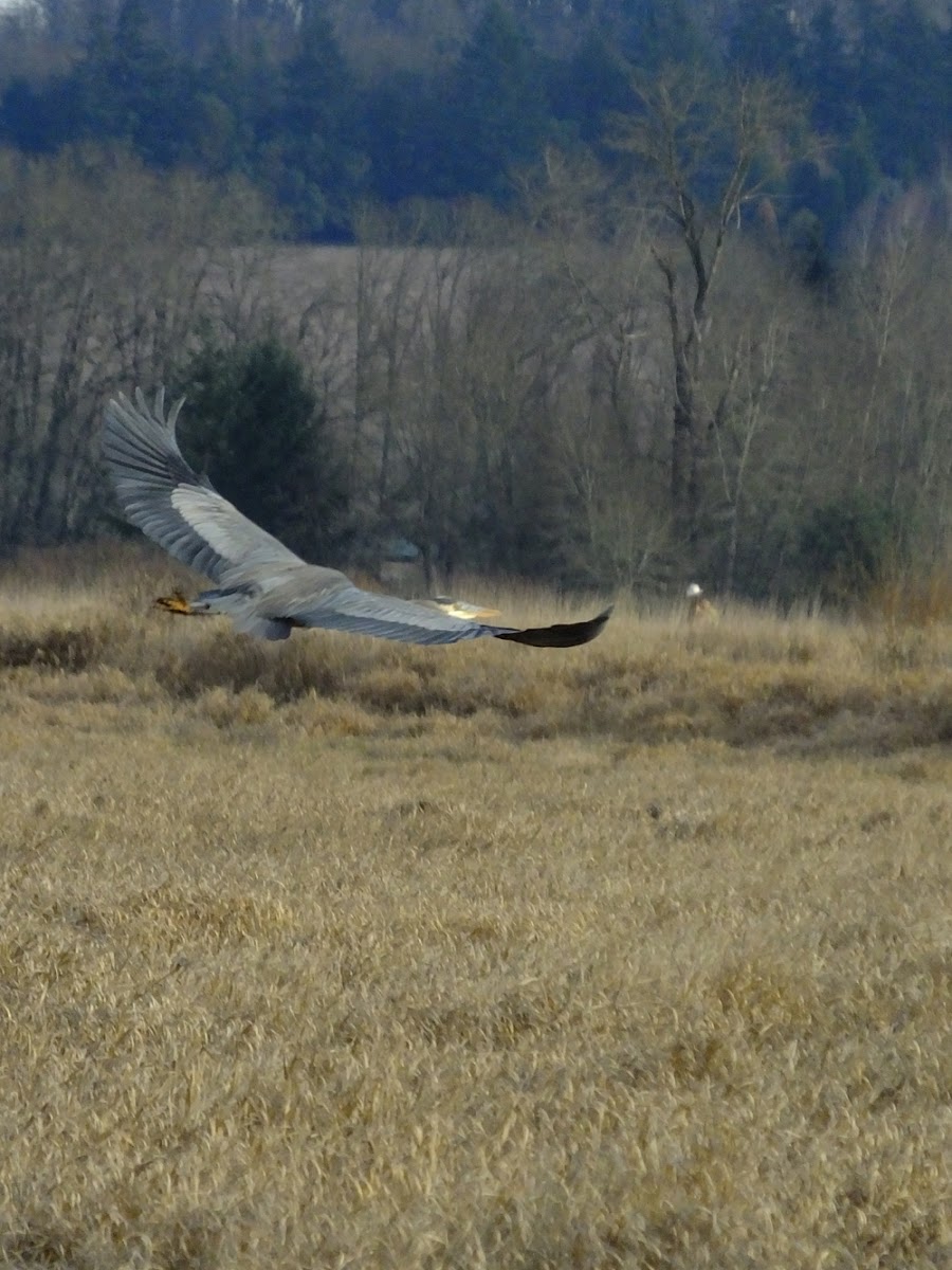 great blue heron