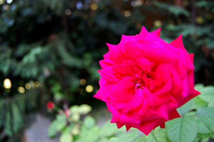 Un fiore superfluamente bello. di Saribidibobidi Bù