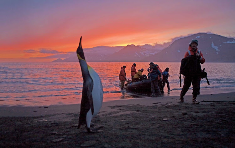 A king penguin seems to welcome guests arriving on a National Geographic Endeavour Zodiac at St. Andrews Bay on South Georgia Island. 
