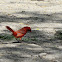 Northern Cardinal