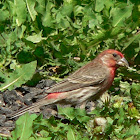 House Finch