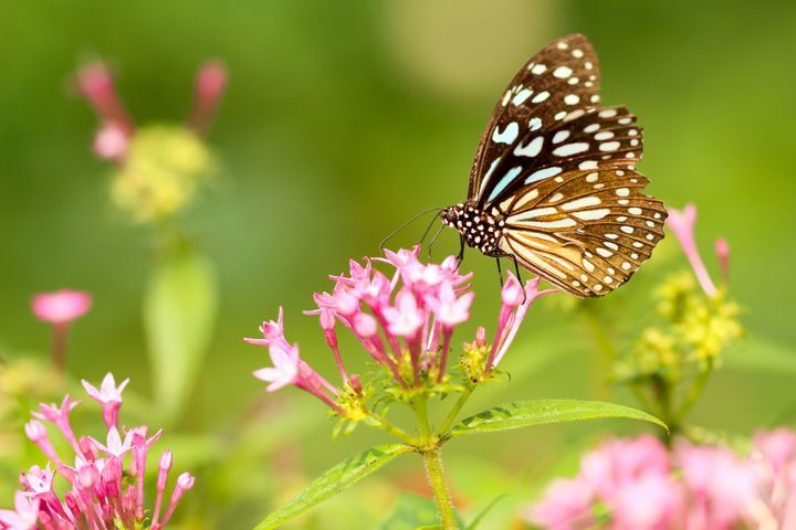 Butterfly Man