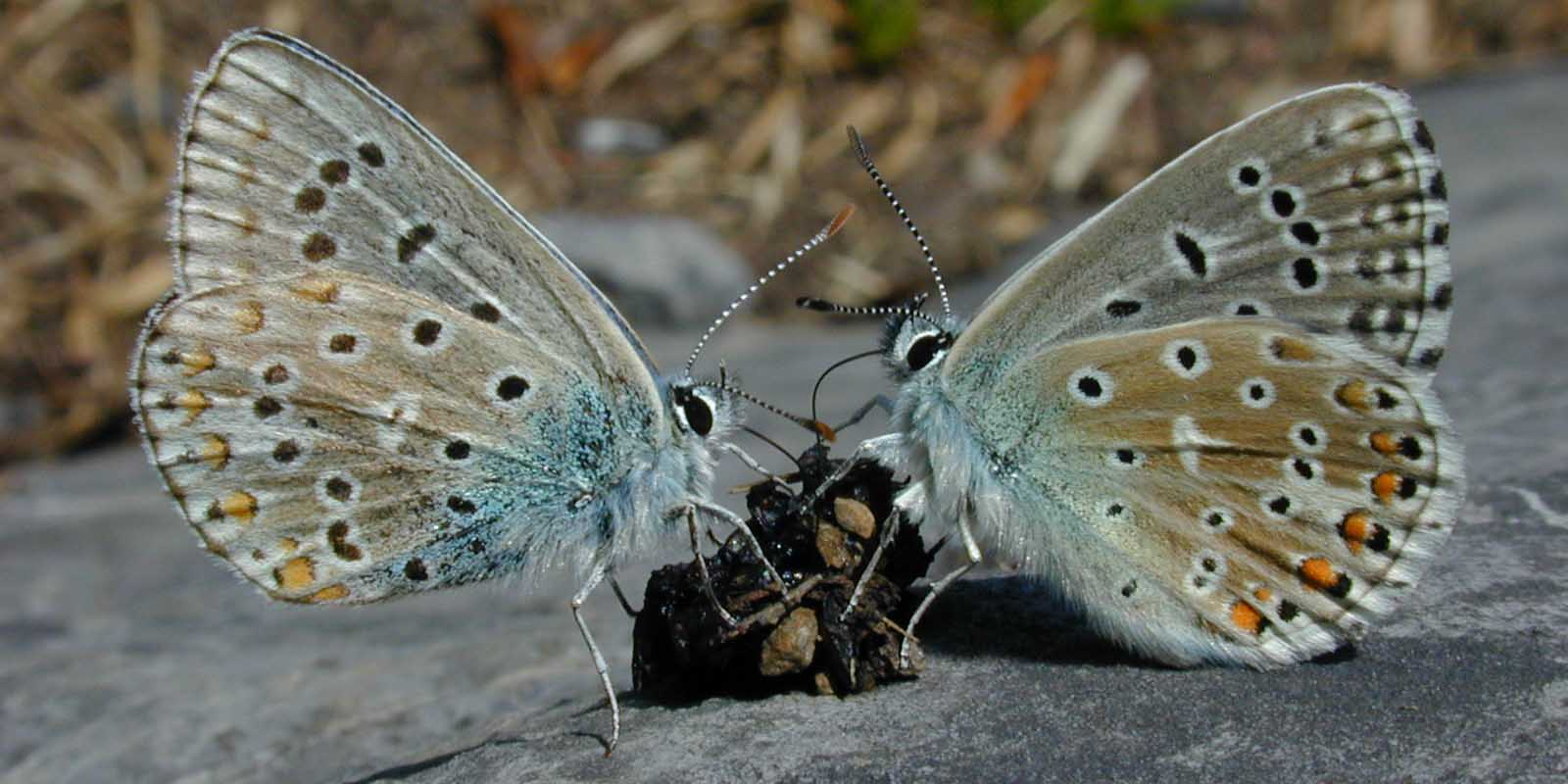 Two grey blue butterflies with small orange and black flecks on their wings are sitting on top of feces on a flat rock.