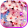 Sakura HD Live Wallpaper icon