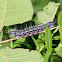 Anguss Datana Caterpillar / Moth