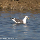 Lesser Black-backed Gull