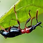 Sweet potato weevil. Charançon fausse-fourmi.