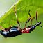 Sweet potato weevil. Charançon fausse-fourmi.