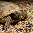 Gopher Tortiose