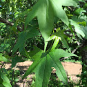 Sweetgum