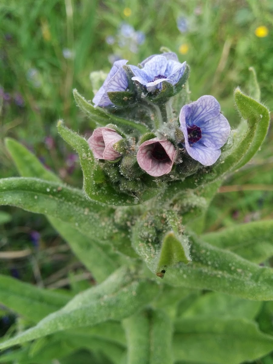 Blue Hound's-tongue