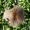 Japanese Parasol Mushroom