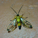 Wasp Moth