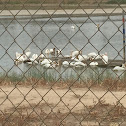 American White Pelican