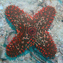 Striking Sea Star