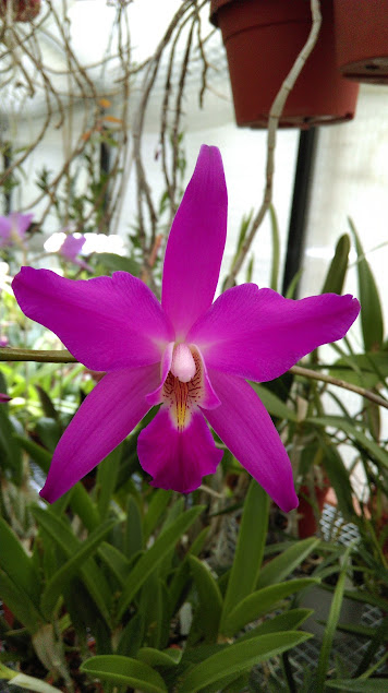 Laelia gouldiana FnqRw0D2rebjfLWkX-sWU3KFo78QaQiJGsn0oCgmDydfVC1rZJPNrqtM_YxMyeJ8XbQgRGd4VhVJKrmD7l0Lq-mmNx7imekjR0h9tp1xFsN8rSG0OmPWWAedr-QH-7iOVYPjc-9CQWS5TpEbBkAeEW0eC-YQUjOO8ZosRUYm_g6Gr8kjdltobSgLPGgZAUBamLx6mEXnGJtebPHBFb6QhreFBe09N94tWhbk1cbBzFFR3dNAAFqsAEqF70GLRUFYTaydTZcLw3gxS9SYzgS7a6DR0oKNqpBla450XCrM96v_jnNilf_supPnuSqADrMkgxPSJqaIH9RaVOd9udgh18DPQc29KSrA0OzP3HcIb7t7BqXLYaNFRnW4T5CfXwZuq1H_3IafgInCH5whsEBj9jb4zyFaKlbURt5dMrp8XuacvNV0k0wnZkIk5jcj7-jnqfNgeQhQuhQdXyNpKtV7_i0F7I8aqzwEyNKyT5bbZylUp5xSpSw-A4pxmUBD3ADh1-VYI7TUUIFuaHHwbIZMa5_1eu7kVg6cThiT4GYr07Ny10K49ilRyffhjl0uAK-_s0X3MA=w356-h635-no