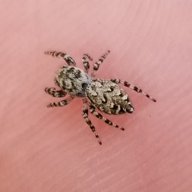 Peppered jumping spider