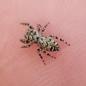 Peppered jumping spider