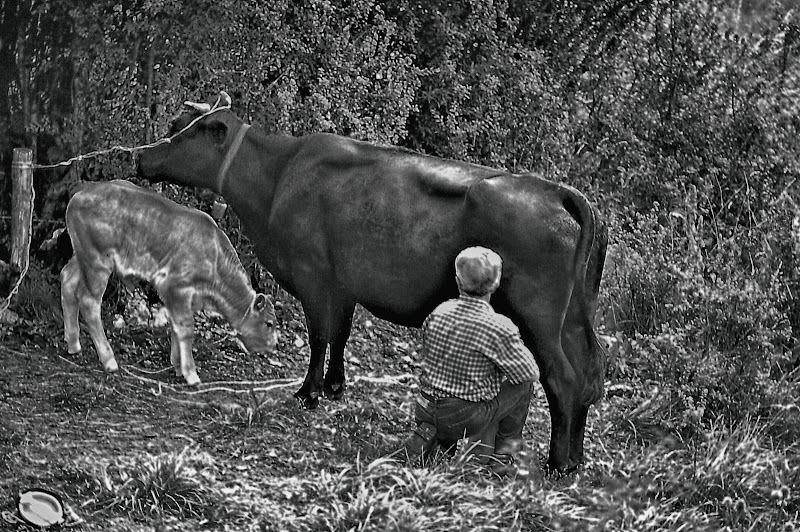 mungitura di ruggeri alessandro