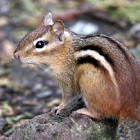 Eastern Chipmunk