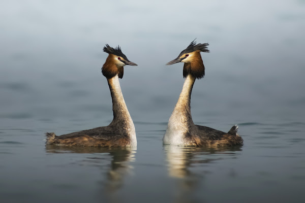   Grebes in mating di utente cancellato