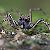 Spiny-legged Jumper