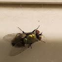 Housefly