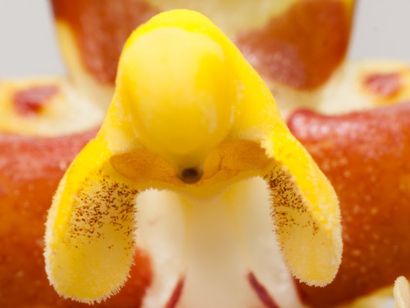 Rossioglossum grande FoG6QX6ndGARb2LKpqJF5uGuiRlNvwireNCvLuZS-lk3ne5wYGvnIk12yp0oKTRoqscobqdg4bSSRZIM13g3rYB0Pb_1GhhUfG7fvFw3Rl7N254B8Q-4ORfWAm-0tYiaCyXUEKJKpuv-8JSgcT_9qH5LXrLB_FHaHoFJ2ELKtKVBXco_tsb1FOZEXruTdFaOXmzpWVD_yboFFgCGAAkiVBY8aUj5sVZ9ZN-9ycjClXxXiP88egmslc0aVfoV8vAJ9TB0wL8kYdcbwHwxfd9m-c3WMlrWds_xe_-SI1q0Sg4-IMJuvXqIiCETChRiIXbzPDjGnCf2VUq-gtFdEpHObVHjBeLpLjDvLF8kGfr01yo3JXP9x-bn3IZ19LBedugfXE64tuvSJmfApCyqjQ7AcruwiskO1VD7wHg57Z7aBV71qOqRgjimcNP-xB6S9YeMnVUW-yEy24tTlTTCvjjBvPW7mEn60exKJqBI_PK90pz1lVL-azTAg99By04vBp4JeH557-20JCrF6k-F1RmU9inP2B4TaxtN5Tel0JDHrQqr=w842-h633-no