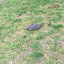 Eastern Snapping turtle