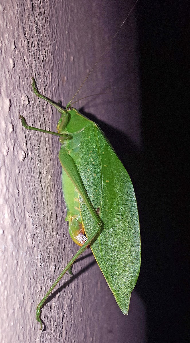 Katydid