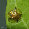 Golden Tortoise Beetle