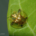 Golden Tortoise Beetle