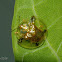 Golden Tortoise Beetle