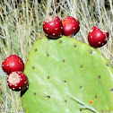 Prickly pear cactus