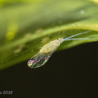 Aphid