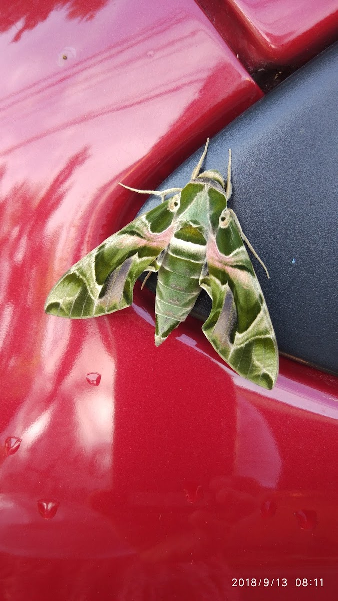 Oleander Hawkmoth